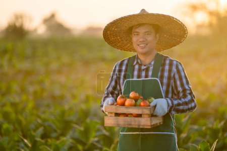 Photo for Asian farmer with freshly picked tomatoes in wooden crates at sunset. Food, vegetables, agriculture. - Royalty Free Image