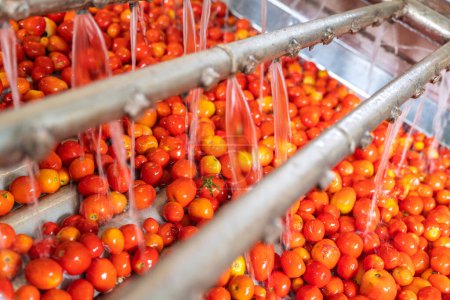 Téléchargez les photos : Machine à laver les tomates automatique sur courroie transporteuse dans l'usine de tomates. Industrie alimentaire. - en image libre de droit