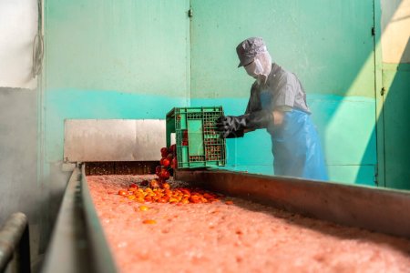 Téléchargez les photos : Travailleur asiatique verser des tomates dans la machine à ébullition automatique dans l'usine industrielle. industrie des tomates. Industrie alimentaire. - en image libre de droit