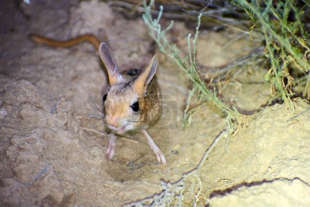 Photo for Jerboa / Jaculus.The jerboa are a steppe animal and lead a nocturnal life.Jerboas  form the bulk of the membership of the family Dipodidae. Jerboas are hopping desert rodents found throughout Arabia, Northern Africa and Asia. - Royalty Free Image