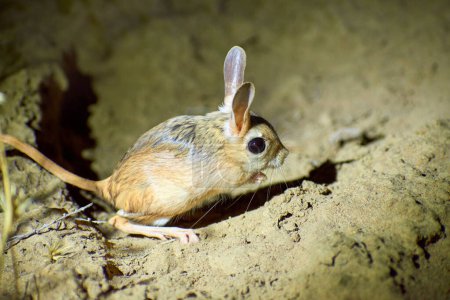 Photo for Jerboa / Jaculus.The jerboa are a steppe animal and lead a nocturnal life.Jerboas  form the bulk of the membership of the family Dipodidae. Jerboas are hopping desert rodents found throughout Arabia, Northern Africa and Asia. - Royalty Free Image