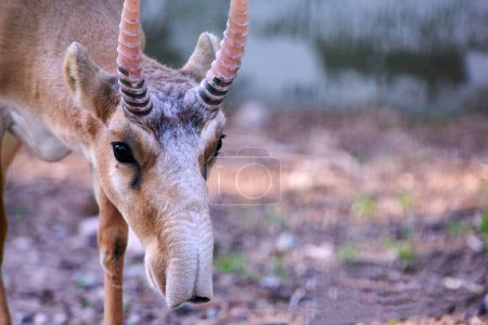 Die Saiga-Antilope. Saiga-Antilope in künstlichem Habitat.Die Saiga-Antilope (Saiga tatarica) ist ein großer Pflanzenfresser Zentralasiens, der in Kasachstan, der Mongolei, der Russischen Föderation.