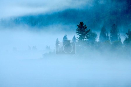 Téléchargez les photos : Vue sur la forêt avec brouillard matinal. Aube au-dessus du lac brumeux Yazevoe. Belle vue rêveuse. Lac Yazevoe est situé à une altitude de 1685 mètres au-dessus du niveau de la mer. Il fait partie du Parc Naturel National de l'Etat "Katon-Karagay". Kazakhstan. Effet flou. - en image libre de droit