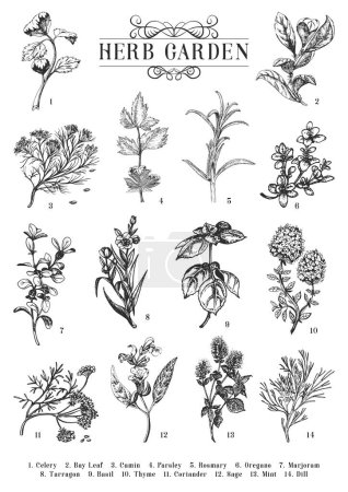 Herb Garden, sketches set in vector, collection of botanical drawings in engraving style, officinalis and organic culinary plants, hand drawn illustrations, design elements
