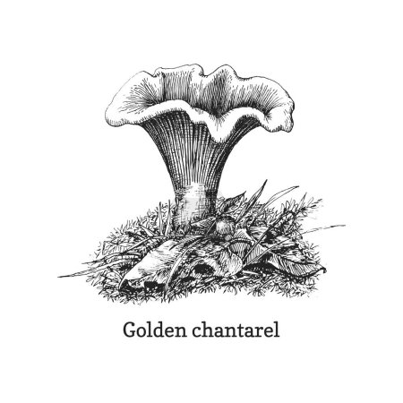 Foto de Cantarela dorada, ilustración dibujada a mano en vector, dibujo vintage de setas forestales comestibles - Imagen libre de derechos