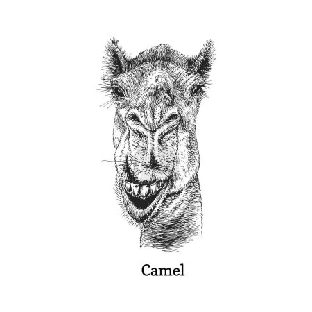 Foto de Cabeza de camello, boceto dibujado a mano en vector, ilustración vintage de animal en estilo grabado - Imagen libre de derechos