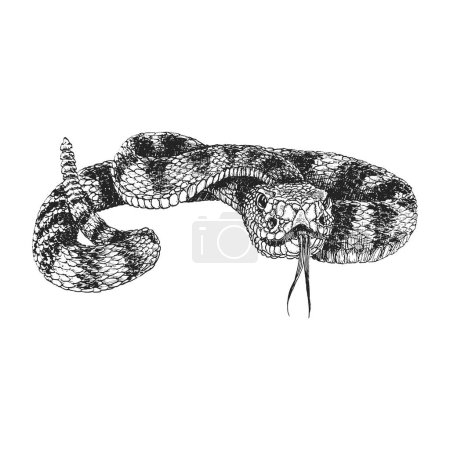 Foto de Serpiente de cascabel, boceto dibujado a mano en vector, ilustración vintage de serpiente en estilo grabado - Imagen libre de derechos