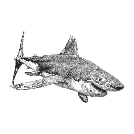 Foto de Tiburón, boceto dibujado a mano en vector, ilustración vintage de animal en estilo grabado - Imagen libre de derechos