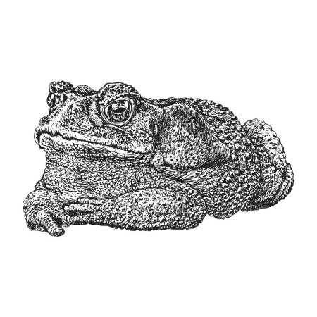 Ilustración de Sapo, boceto dibujado a mano en vector, ilustración vintage de reptil en estilo grabado - Imagen libre de derechos