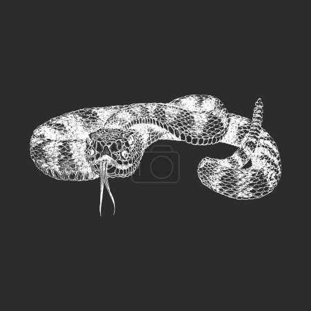 Foto de Serpiente de cascabel, boceto dibujado a mano en vector, ilustración vintage de serpiente en estilo grabado - Imagen libre de derechos