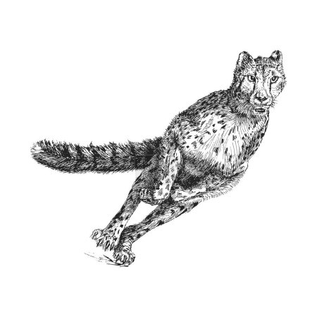 Foto de Cheetah, boceto dibujado a mano en vector, ilustración vintage de gato salvaje corriendo en estilo grabado - Imagen libre de derechos