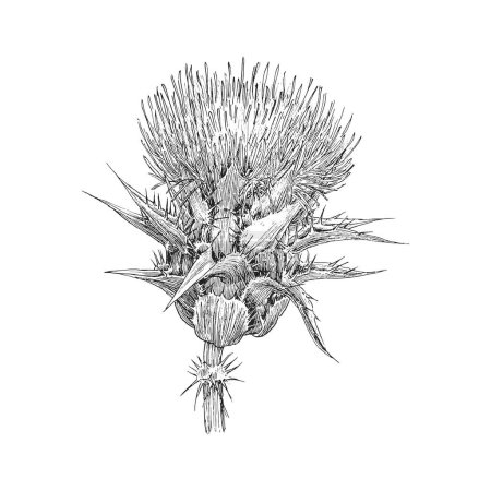 Illustration for Thistle, herb sketch in vector, design element, botanical drawing in engraving style, officinalis plant, hand drawn illustration. - Royalty Free Image
