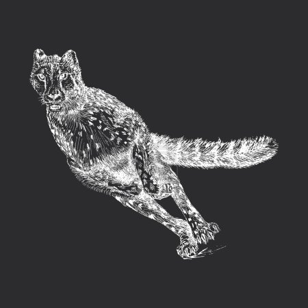Foto de Cheetah, boceto dibujado a mano en vector, ilustración vintage de gato salvaje corriendo en estilo grabado - Imagen libre de derechos