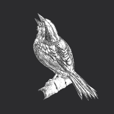 Foto de Gorrión, ilustración vectorial en estilo grabado, pájaro cantor, boceto dibujado a mano - Imagen libre de derechos