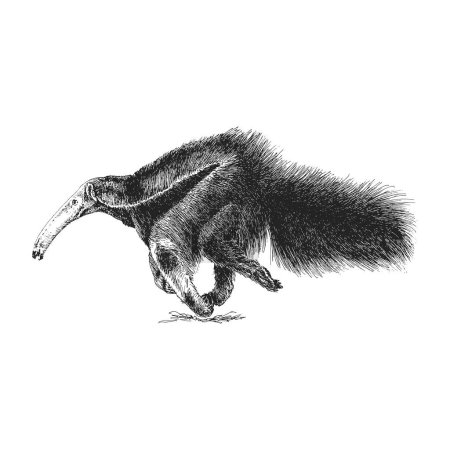 Foto de Anteater, boceto dibujado a mano en vector, ilustración vintage en estilo grabado - Imagen libre de derechos