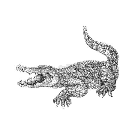 Foto de Cocodrilo, boceto dibujado a mano en vector, ilustración vintage de reptil en estilo grabado - Imagen libre de derechos