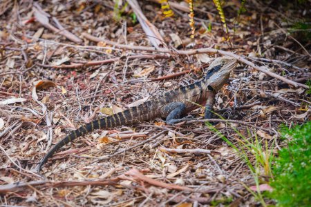 Photo for Portrait of the Australian water dragon (Intellagama lesueurii) in its natural habitat. - Royalty Free Image
