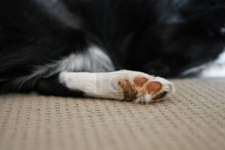 Close up of the border collie puppy paw lying on the floor