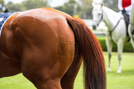 Téléchargez les photos : Gros plan d'un cheval de course défilant avant la course - en image libre de droit