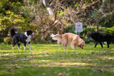 Hundegruppe spielt auf der Wiese im Park herum