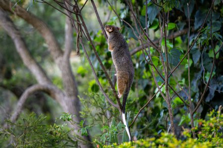 Téléchargez les photos : L'opossum à queue annulaire australien escalade les branches minces d'un arbre dans le buisson australien - en image libre de droit
