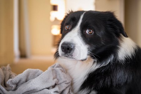 Photo for Border Collie male puppy with gray fluffy blanket. Portrait of sad black and white dog looking at camera - Royalty Free Image