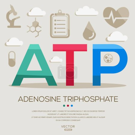 Téléchargez les illustrations : ATP _ adénosine triphosphate, lettres et icônes, et illustration vectorielle. - en licence libre de droit