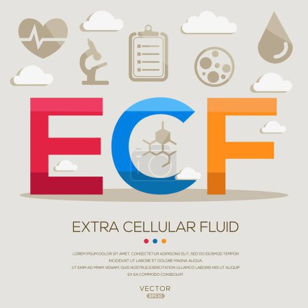 ECF _ Extra cellular fluid, letters and icons, and vector illustration.