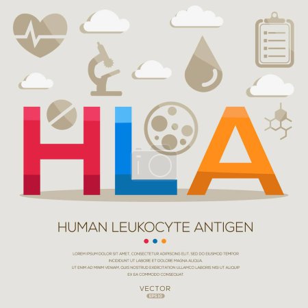 HLA _ human leukocyte antigen, letters and icons, and vector illustration.