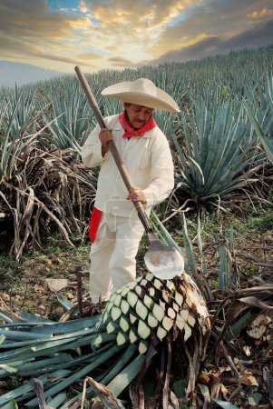 Téléchargez les photos : Man with typical clothes and hat working in the field with sunset clouds in the agave cut to make tequila. - en image libre de droit