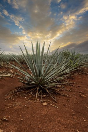 Landscape of agave plants to produce tequila. Mexico.