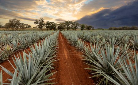 Landscape of agave plants to produce tequila. Mexico.