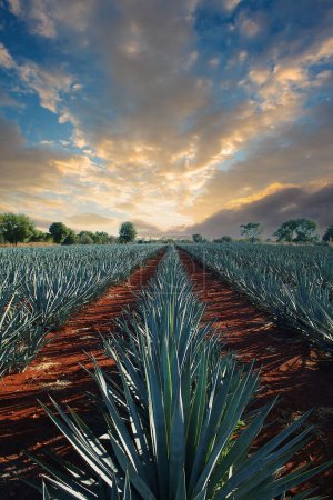 Agave tequila landscape to Guadalajara, Jalisco, Mexico.