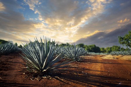 Agave tequila landscape to Guadalajara, Jalisco, México
.