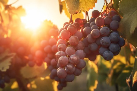 Primer plano de un racimo de uvas rojas maduras en el campo al atardecer. Uvas colgando de una vid contra el telón de fondo de un viñedo en tiempo claro y soleado. IA generativa