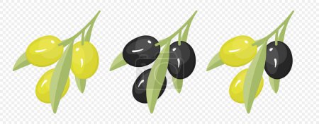 Illustration for Olive tree branch with olive fruits illustration. Green olives tree branch with olive vegetable tree fruit vector design. Extra virgin olive oil - Royalty Free Image