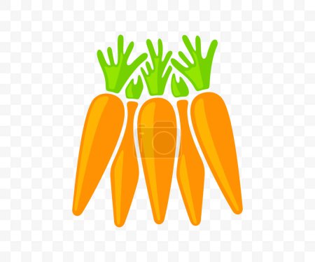 Carrots, vegetable, agriculture, food and meal, graphic design. Harvest, plant, nature, leaf, leaves, nourishment and grocery, vector design and illustration