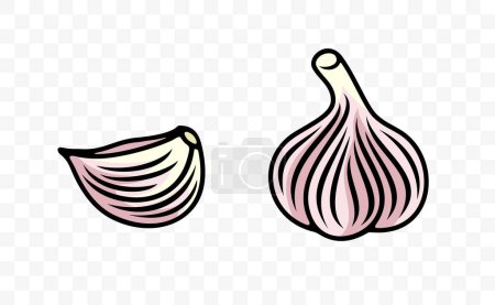 Garlic bulb and garlic cloves, graphic design. Spice, vegetable, bulb and herb, vector design and illustration