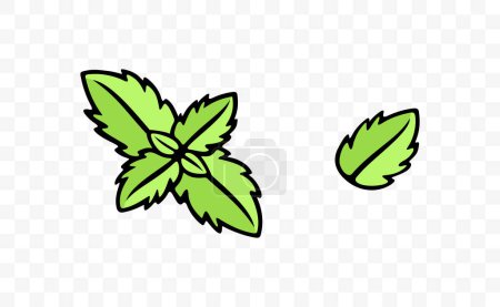 Menthe et menthe verte, herbe, feuilles de menthe, graphisme. Épices, menthol, menthe poivrée, feuilles et feuilles, dessin vectoriel et illustration