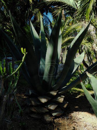Foto de Cactus Agave Americana en el Jardín Batánico. - Imagen libre de derechos
