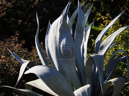 Foto de Cactus Agave Americana en el Jardín Batánico. - Imagen libre de derechos
