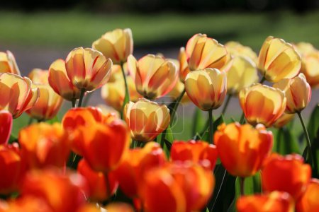 Foto de Fondo de flores - detalle de tulipanes florecientes de belleza en el día soleado - Imagen libre de derechos