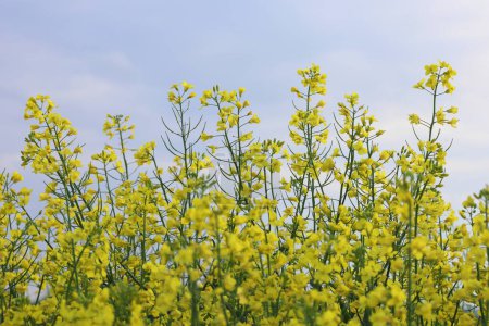 Background of blooming yellow rapeseed, canola in the field. Bright yellow rapeseed oil. Rapeseed cultivation.