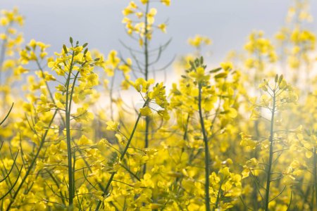 Background of blooming yellow rapeseed, canola in the field. Bright yellow rapeseed oil. Rapeseed cultivation.