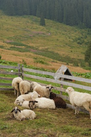 Téléchargez les photos : Un troupeau de moutons se prélassant près d'une clôture parmi les montagnes et les arbres. le concept de petite entreprise et d'élevage responsable - en image libre de droit