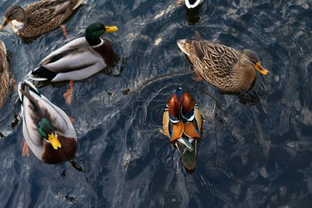 Photo for Mallards and mandarin ducks swim on the lake. The concept of diversity in nature and the breeding of different types of domestic ducks - Royalty Free Image