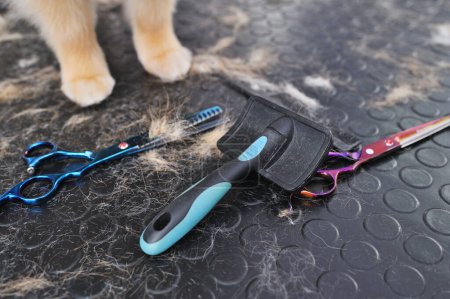 Pistenraupenwerkzeuge in Großaufnahme - Pinsel, Schere auf dem Hintergrund der Pfoten des Hundes. Professionelle Haustierpflege