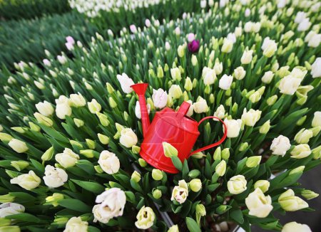 a red decorative watering can on the background of a clearing of white, green and yellow unopened tulips. Spring Festival, March 8th.