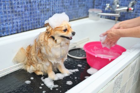 Ein Pommernhund mit Seifenschaum auf dem Kopf badet im Badezimmer eines spezialisierten Hundesalons. Haustierpflege.