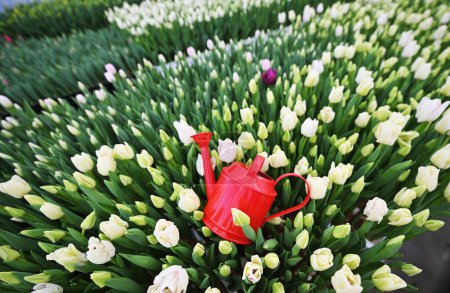un arrosoir décoratif rouge sur le fond d'une clairière de tulipes blanches, vertes et jaunes non ouvertes. Festival de printemps, 8 mars.